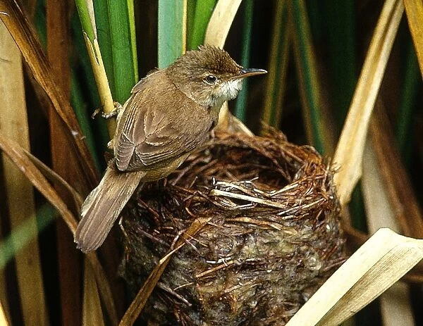 Reed Warbler - At nest. Eggs have been ejected by Cuckoo - Cuckoo Story 2 of 11. Watercolour effect