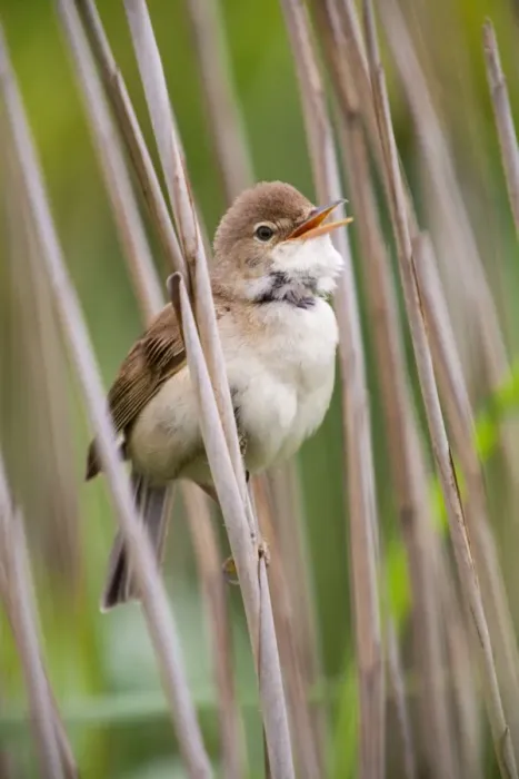 Framed Print : Reed Warbler - singing - Cornwall - UK