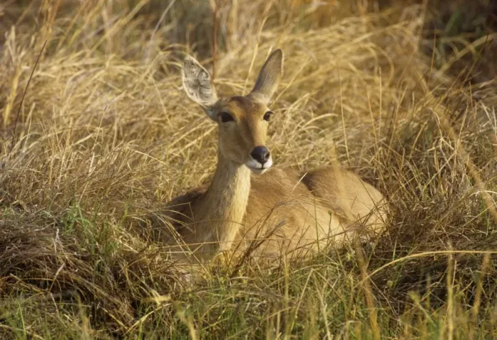 Framed Print : Reedbuck - female Botswana Africa Framed Print : Reedbuck - female Botswana Africa