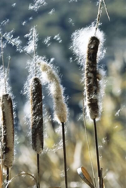 Reedmace (Bullrushes) ROG 10604 Wind blowing seeds. Typhalatifolia © Bob Gibbons  /  ARDEA LONDON