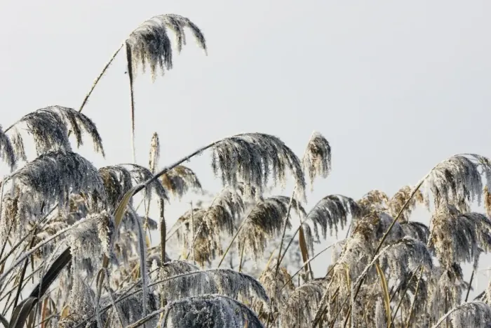 Framed Print : Reeds - covered in frost Framed Print : Reeds - covered in frost