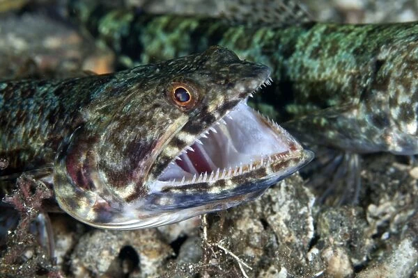 Reef Lizardfish - opening mouth - Indonesia