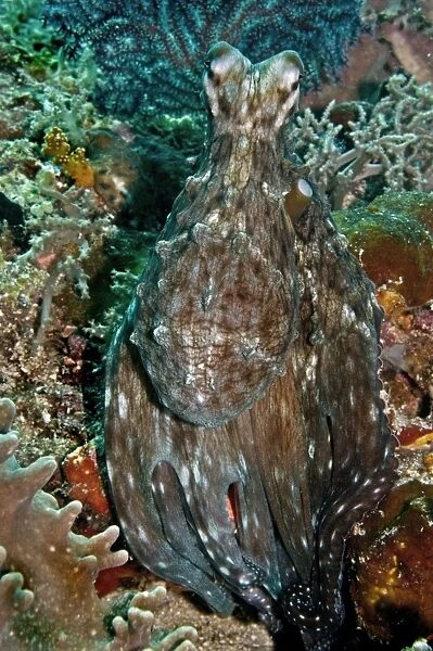 Reef Octopus - Komodo Marine National Park - Indonesia