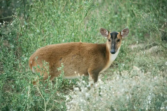Framed Print : Reeve's / Chinese Muntjac Deer KF 8734 Female Muntiacus R. Reevesi © Kenneth W. Fink / ardea. com Framed Print : Reeve's / Chinese Muntjac Deer KF 8734 Female Muntiacus R. Reevesi © Kenneth W. Fink / ardea. com