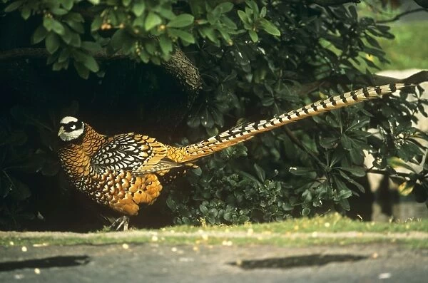 Reeve's Pheasant - male
