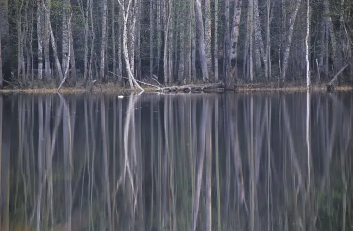 Framed Print : Reflections in a small lake in taiga-forest at dusk, Golden-eye male duck swims resting on water; near river Bolshoi Ugan, near Ugut settlement; Uganskii Nat. reserve, Siberia, Russia; spring Ug37. 0972 Framed Print : Reflections in a small lake in taiga-forest at dusk, Golden-eye male duck swims resting on water; near river Bolshoi Ugan, near Ugut settlement; Uganskii Nat. reserve, Siberia, Russia; spring Ug37. 0972