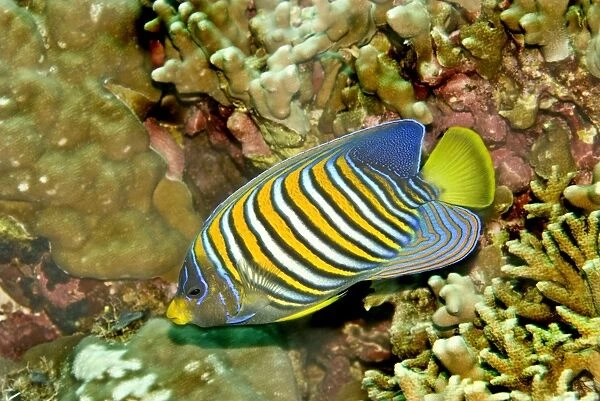 Regal angelfish - Common throughtout the Indo-Pacific. Usually seen in pairs, Indonesia