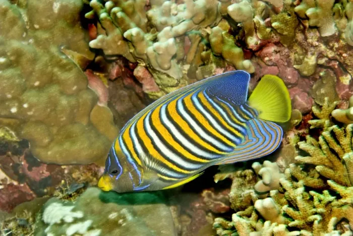Framed Print : Regal angelfish - Common throughtout the Indo-Pacific. Usually seen in pairs, Indonesia Framed Print : Regal angelfish - Common throughtout the Indo-Pacific. Usually seen in pairs, Indonesia