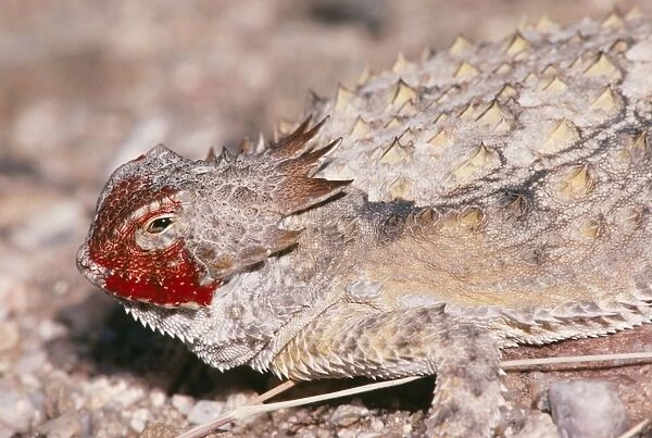 Regal Horned Lizard CAN 1918 Showing defense bahaviour, discharging blood from eyelid. Arizona, USA. Phrynosoma solare © John Cancalosi  /  ardea. com