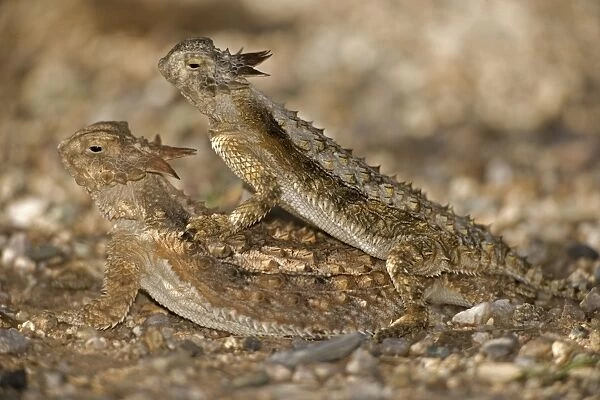 Regal Horned Lizard - Arizona - Pair mating -Largest horned lizard - Mostly found in Sonoran desert - Camouflaged in desert rocks and sand - Eats primarily ants