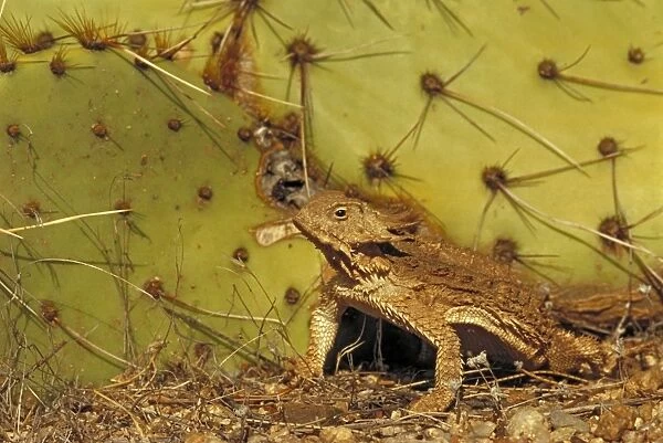 Regal Horned Lizard - Arizona - Shedding skin and burying self to keep cool - Largest horned lizard - Mostly found in Sonoran desert - Camouflaged in desert rocks and sand - Eats ants
