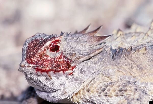 Regal Horned Lizard - Discharging blood from eye, defensive behaviour