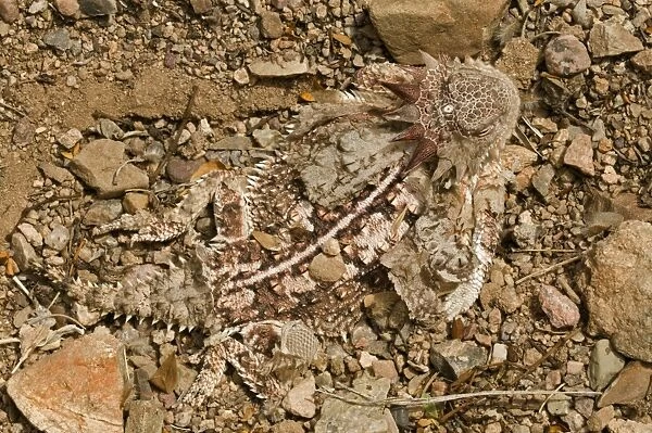 Regal Horned Lizard - Shedding skin and burying itself to keep cool - Largest horned lizard - Mostly found in Sonoran desert - Camouflaged in desert rocks and sand - Eats ants- Arizona, USA