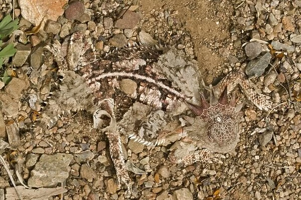 Regal Horned Lizard - Shedding skin and burying self to keep cool - Largest horned lizard - Mostly found in Sonoran desert - Camouflaged in desert rocks and sand - Eats ants, Arizona, USA