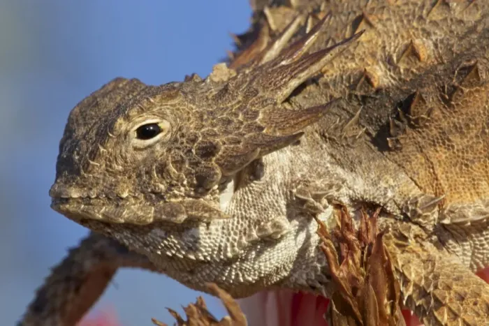 Framed Print : Regal Horned Lizard - Sonoran desert - Arizona - USA