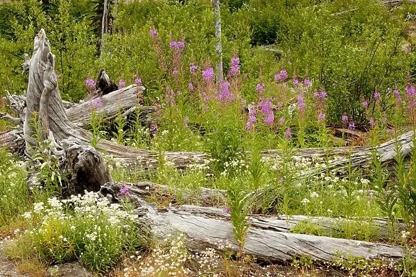 Regenerating flowers including Fireweed or Rosebay Willowherb, among burnt pines on Mount St Helens National Park, Washington, USA, North America