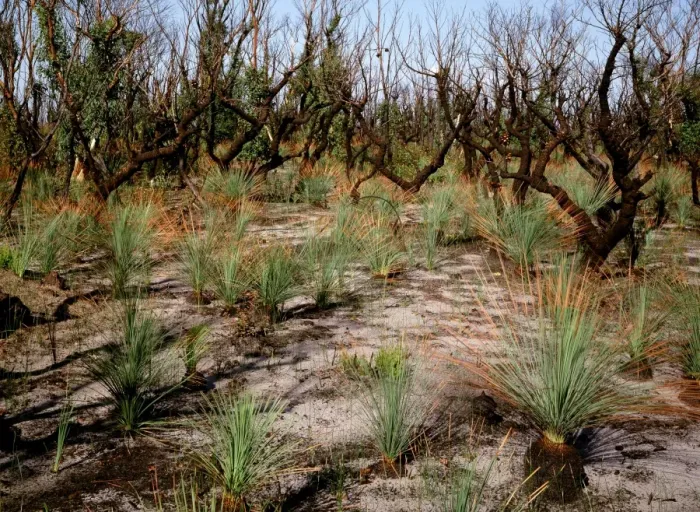 Framed Print : Regeneration after bushfire: at 13 weeks, Grass tree leaves about 60 cm tall - with Grass trees and epicormic growth on eucalypts, Royal National Park, New South Wales, Australia JPF35032