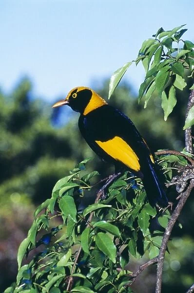 Regent Bowerbird HB 3769 Male, an avenue builder found in Northern New South Wales & Southern Queensland. Sericulus chrysocephalus © Hans & Judy Beste  /  ardea. com