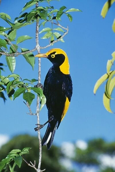 Regent Bowerbird HB 3770 Male, an avenue builder found in Northern New South Wales & Southern Queensland. Sericulus chrysocephalus © Hans & Judy Beste  /  ardea. com
