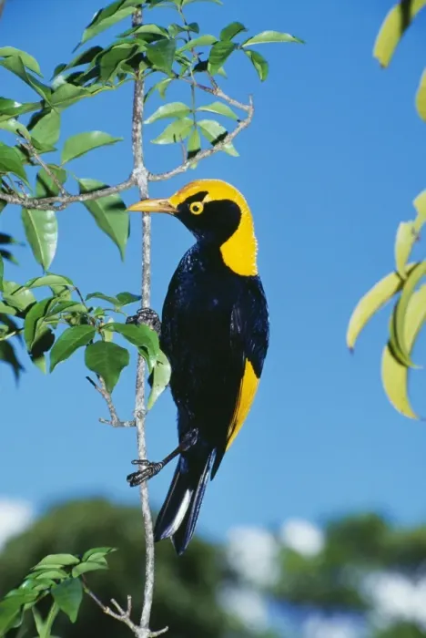 Framed Print : Regent Bowerbird HB 3770 Male, an avenue builder found in Northern New South Wales & Southern Queensland. Sericulus chrysocephalus © Hans & Judy Beste  /  ardea. com
