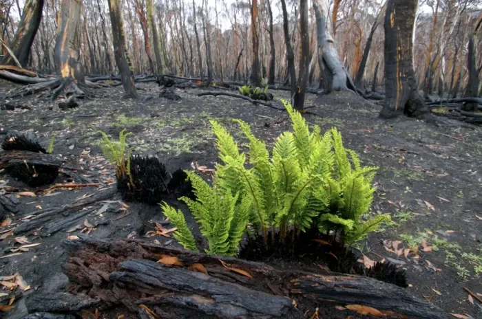 Framed Print : Regrow of ferns after bush fire JLR 35 Davies plain - Alpine National Park North East Victoria. Australia © Jean-Marc La-Roque / ardea. com Framed Print : Regrow of ferns after bush fire JLR 35 Davies plain - Alpine National Park North East Victoria. Australia © Jean-Marc La-Roque / ardea. com