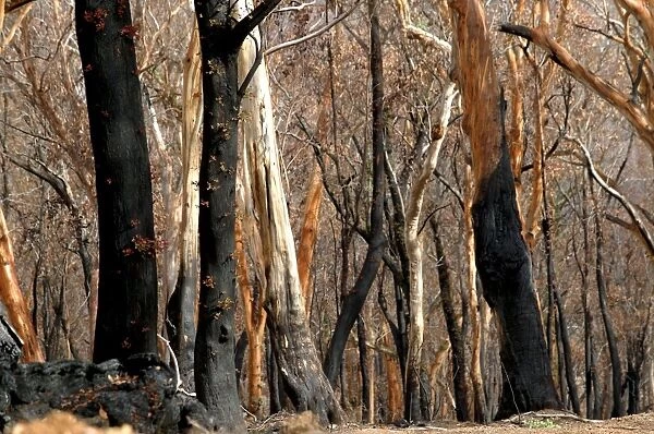 Regrow on Gum trees after bush fire JLR 33 Davies plain - Alpine National Park North East Victoria. Australia © Jean-Marc La-Roque  /  ardea. com