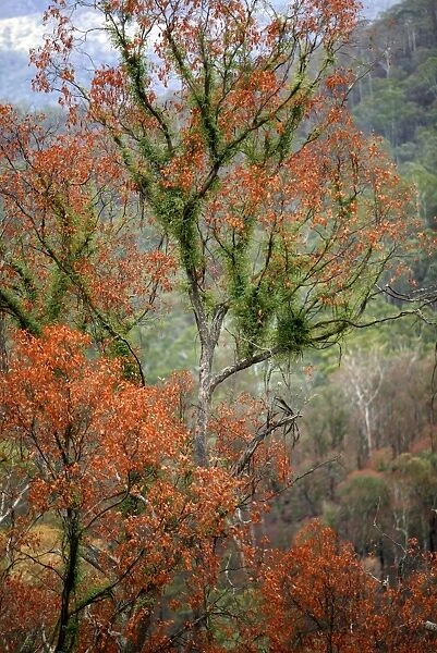 Regrow on Gum trees after bush fire JLR 38 Davies plain - Alpine National Park North East Victoria. Australia © Jean-Marc La-Roque  /  ardea. com