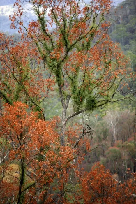Framed Print : Regrow on Gum trees after bush fire JLR 38 Davies plain - Alpine National Park North East Victoria. Australia © Jean-Marc La-Roque / ardea. com Framed Print : Regrow on Gum trees after bush fire JLR 38 Davies plain - Alpine National Park North East Victoria. Australia © Jean-Marc La-Roque / ardea. com