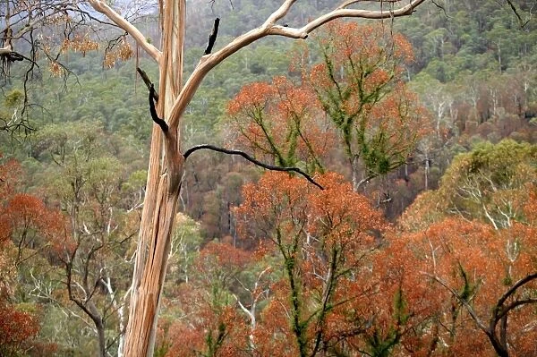 Regrow on Gum trees after bush fire JLR 39 Davies plain - Alpine National Park North East Victoria. Australia © Jean-Marc La-Roque  /  ardea. com