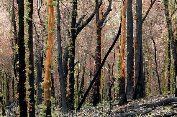 Regrow on Gum trees after bush fire JLR 40 Davies plain - Alpine National Park North East Victoria. Australia © Jean-Marc La-Roque  /  ardea. com