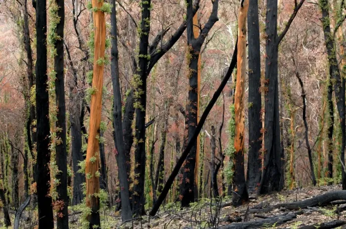Framed Print : Regrow on Gum trees after bush fire JLR 40 Davies plain - Alpine National Park North East Victoria. Australia © Jean-Marc La-Roque / ardea. com Framed Print : Regrow on Gum trees after bush fire JLR 40 Davies plain - Alpine National Park North East Victoria. Australia © Jean-Marc La-Roque / ardea. com