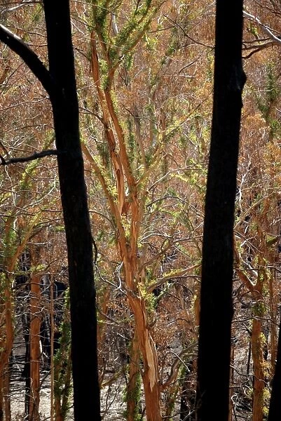 Regrow on Gum trees after bush fire JLR 42 Davies plain - Alpine National Park North East Victoria. Australia © Jean-Marc La-Roque  /  ardea. com
