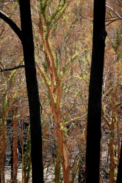 Framed Print : Regrow on Gum trees after bush fire JLR 42 Davies plain - Alpine National Park North East Victoria. Australia © Jean-Marc La-Roque / ardea. com Framed Print : Regrow on Gum trees after bush fire JLR 42 Davies plain - Alpine National Park North East Victoria. Australia © Jean-Marc La-Roque / ardea. com
