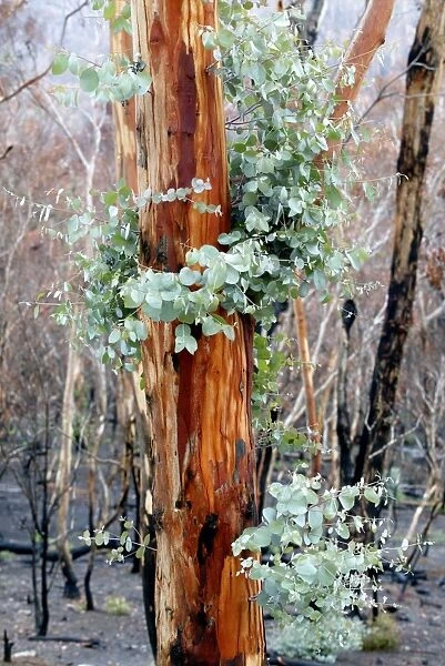 Regrow on Gum trees after bush fire JLR 44 Davies plain - Alpine National Park North East Victoria. Australia © Jean-Marc La-Roque  /  ardea. com