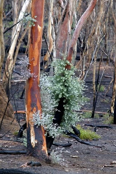 Regrow on Gum trees after bush fire JLR 45 Davies plain - Alpine National Park North East Victoria. Australia © Jean-Marc La-Roque  /  ardea. com