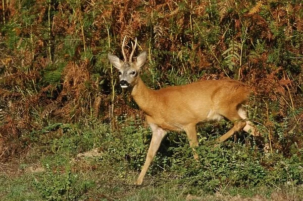 Rehbock. SM-2162. Roe Deer - buck in summer