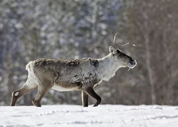 Reindeeer - Kuhmo - Finland
