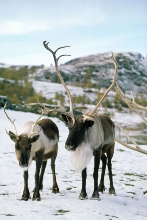 Framed Print : Reindeer. LBO-487. REINDEER. Ian Beames. Please note that prints are for Framed Print : Reindeer. LBO-487. REINDEER. Ian Beames. Please note that prints are for