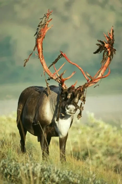 Framed Print : Reindeer - Barren Ground Framed Print : Reindeer - Barren Ground