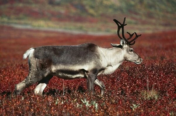 Reindeer  /  Barren Ground Caribou - female