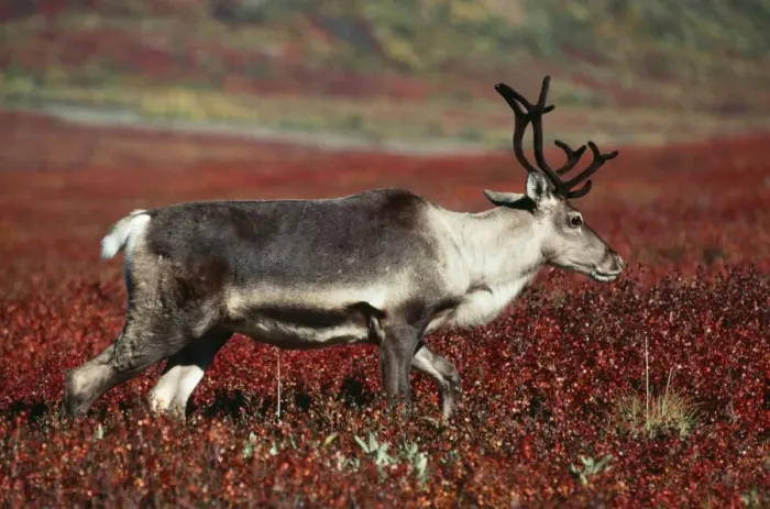 Framed Print : Reindeer / Barren Ground Caribou - female Framed Print : Reindeer / Barren Ground Caribou - female
