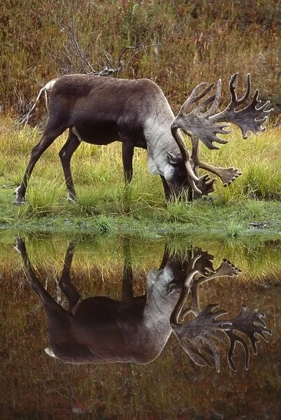 Reindeer  /  Barren Ground Caribou - male