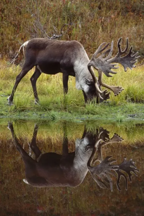 Framed Print : Reindeer / Barren Ground Caribou - male Framed Print : Reindeer / Barren Ground Caribou - male