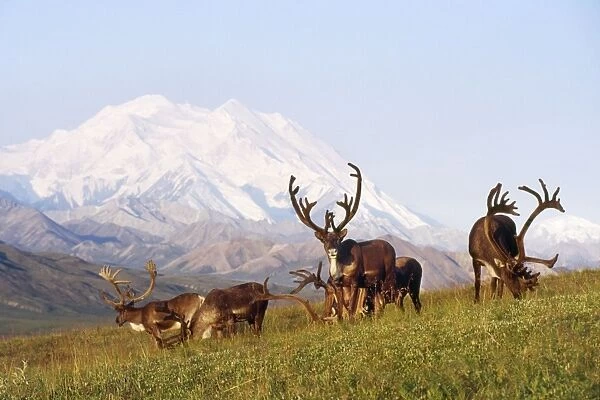 Reindeer - bulls Mount Mckinley Alaska USA