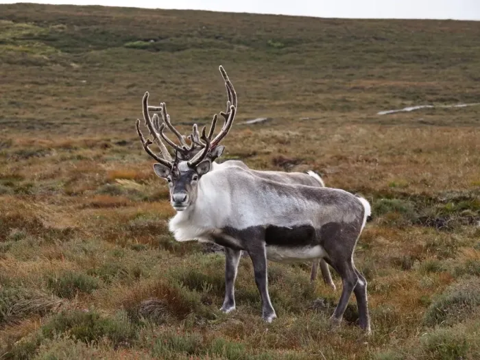 Framed Print : Reindeer - Cairngorm National Park - Scotland Framed Print : Reindeer - Cairngorm National Park - Scotland