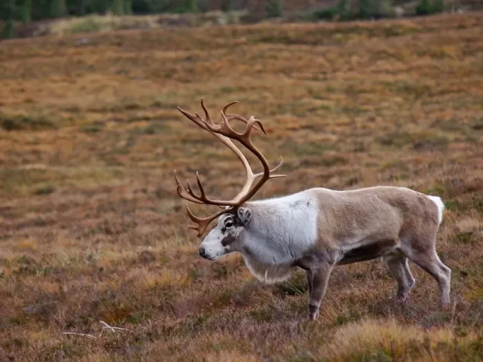 Framed Print : Reindeer - Cairngorm National Park - Scotland Framed Print : Reindeer - Cairngorm National Park - Scotland