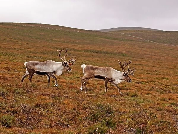 Reindeer - Cairngorm National Park - Scotland