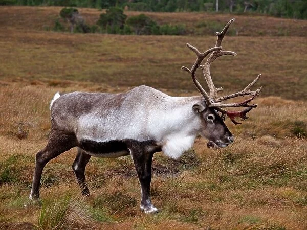 Reindeer - Cairngorm National Park - Scotland