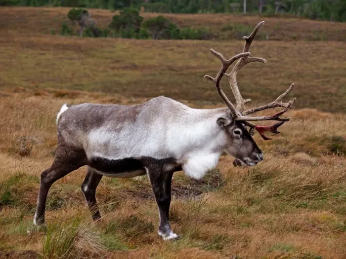 Framed Print : Reindeer - Cairngorm National Park - Scotland Framed Print : Reindeer - Cairngorm National Park - Scotland