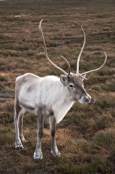 Reindeer - Cairngorm NP - Scotland